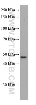 GFAP Antibody in Western Blot (WB)