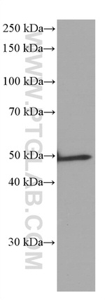 GFAP Antibody in Western Blot (WB)