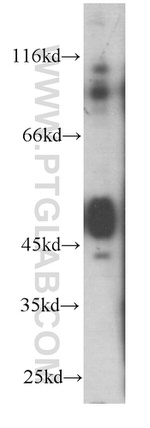 TNFR1 Antibody in Western Blot (WB)