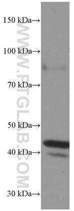 FAS/CD95 Antibody in Western Blot (WB)