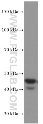 FAS/CD95 Antibody in Western Blot (WB)