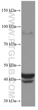 FAS/CD95 Antibody in Western Blot (WB)