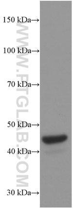 FAS/CD95 Antibody in Western Blot (WB)