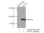 STAT3 Antibody in Immunoprecipitation (IP)