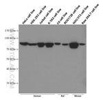 STAT3 Antibody in Western Blot (WB)