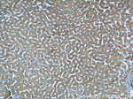 STAT3 Antibody in Immunohistochemistry (Paraffin) (IHC (P))