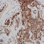 Phospho-GSK-3b (Tyr216) Antibody in Immunohistochemistry (Paraffin) (IHC (P))