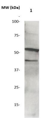 Phospho-GSK-3b (Tyr216) Antibody in Western Blot (WB)