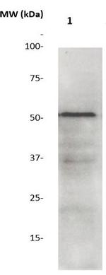 GSK-3b Antibody in Western Blot (WB)