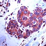 Paxillin Antibody in Immunohistochemistry (Paraffin) (IHC (P))