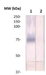 Paxillin Antibody in Western Blot (WB)