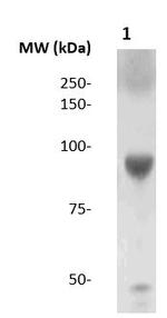 Cdk9 Antibody in Western Blot (WB)