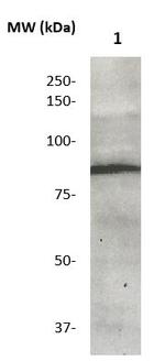 MCM5 Antibody in Western Blot (WB)