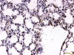 FOXP2 Antibody in Immunohistochemistry (Paraffin) (IHC (P))