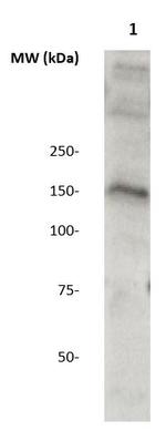 WDR19 Antibody in Western Blot (WB)