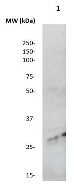 NPPB Antibody in Western Blot (WB)