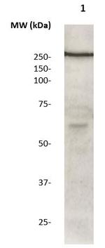 LRRK2 Antibody in Western Blot (WB)