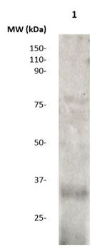 RCAS1 Antibody in Western Blot (WB)