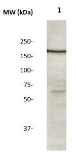 IRS-2 Antibody in Western Blot (WB)