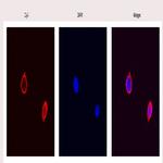 Tri-Methyl-Histone H3 (Lys27) Antibody in Immunocytochemistry (ICC/IF)