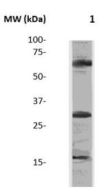 Tri-Methyl-Histone H3 (Lys27) Antibody in Western Blot (WB)