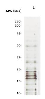 Mono-Methyl-Histone H3 (Lys27) Antibody in Western Blot (WB)