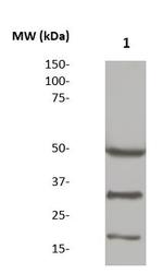 Di-Methyl-Histone H3 (Lys4) Antibody in Western Blot (WB)