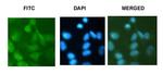 Di-Methyl-Histone H3 (Lys9) Antibody in Immunocytochemistry (ICC/IF)