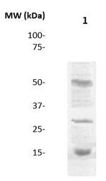 Di-Methyl-Histone H3 (Lys9) Antibody in Western Blot (WB)