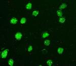 Di-Methyl-Histone H3 (Lys27) Antibody in Immunocytochemistry (ICC/IF)