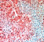 FAH (Fumarylacetoacetate Hydrolase) Antibody in Immunohistochemistry (Paraffin) (IHC (P))