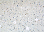 peroxiredoxin 2 Antibody in Immunohistochemistry (Paraffin) (IHC (P))