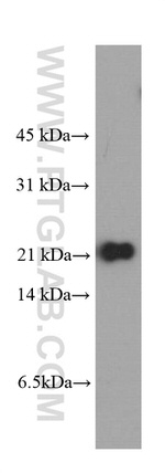 peroxiredoxin 2 Antibody in Western Blot (WB)