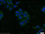 AKT Antibody in Immunocytochemistry (ICC/IF)