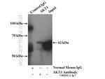 AKT Antibody in Immunoprecipitation (IP)