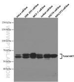 AKT Antibody in Western Blot (WB)