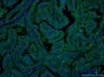 Galectin-3 Antibody in Immunohistochemistry (PFA fixed) (IHC (PFA))