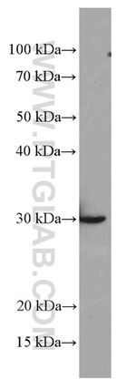 Galectin-3 Antibody in Western Blot (WB)