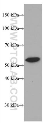 LYN Antibody in Western Blot (WB)