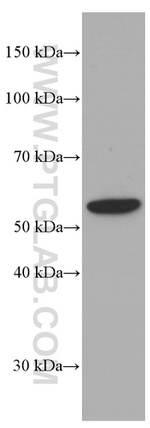 LYN Antibody in Western Blot (WB)