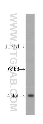 BCS1L Antibody in Western Blot (WB)