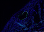 transgelin/SM22 Antibody in Immunohistochemistry (PFA fixed) (IHC (PFA))