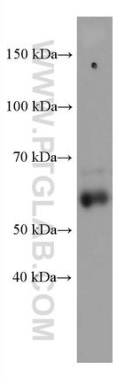 MCRS1 Antibody in Western Blot (WB)