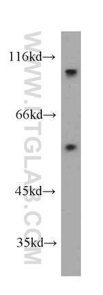 MCRS1 Antibody in Western Blot (WB)