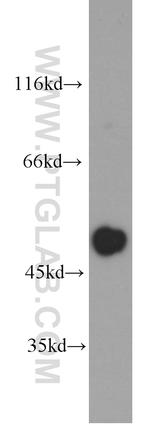 CXCR7 Antibody in Western Blot (WB)