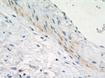 SMMHC Antibody in Immunohistochemistry (Paraffin) (IHC (P))