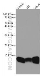 Galectin-1 Antibody in Western Blot (WB)