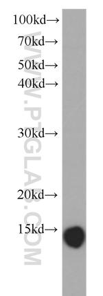 Galectin-1 Antibody in Western Blot (WB)