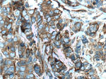 CD44 Antibody in Immunohistochemistry (Paraffin) (IHC (P))