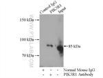 PI3K p85 alpha Antibody in Immunoprecipitation (IP)